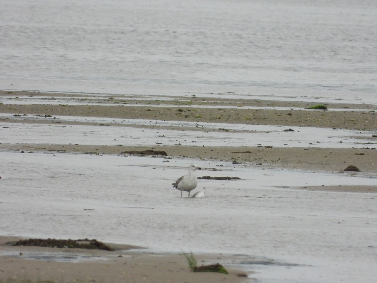 American Herring Gull - ML637572290