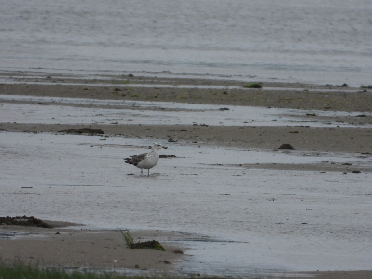 American Herring Gull - ML637572292