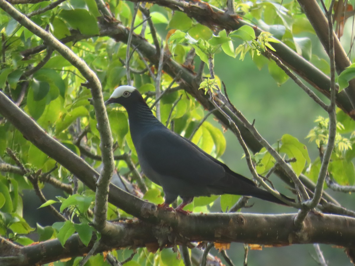 White-crowned Pigeon - ML637572312
