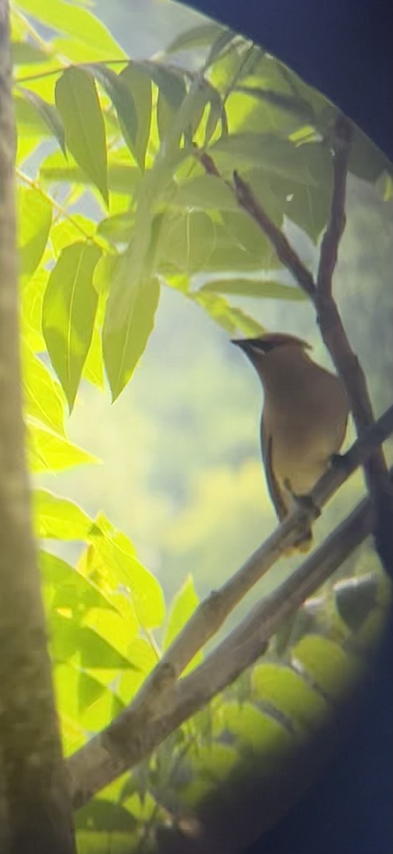 Cedar Waxwing - ML637572337