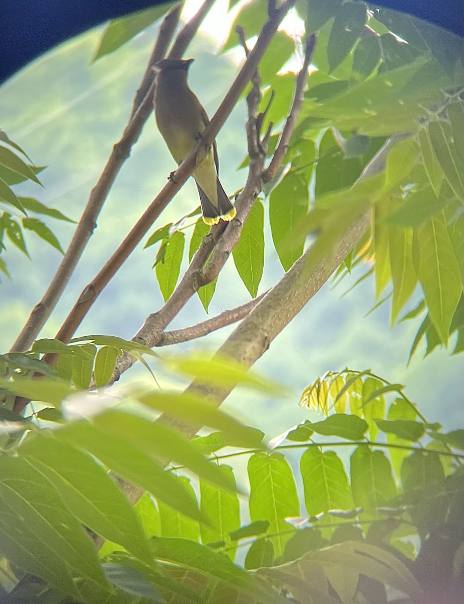 Cedar Waxwing - ML637572338