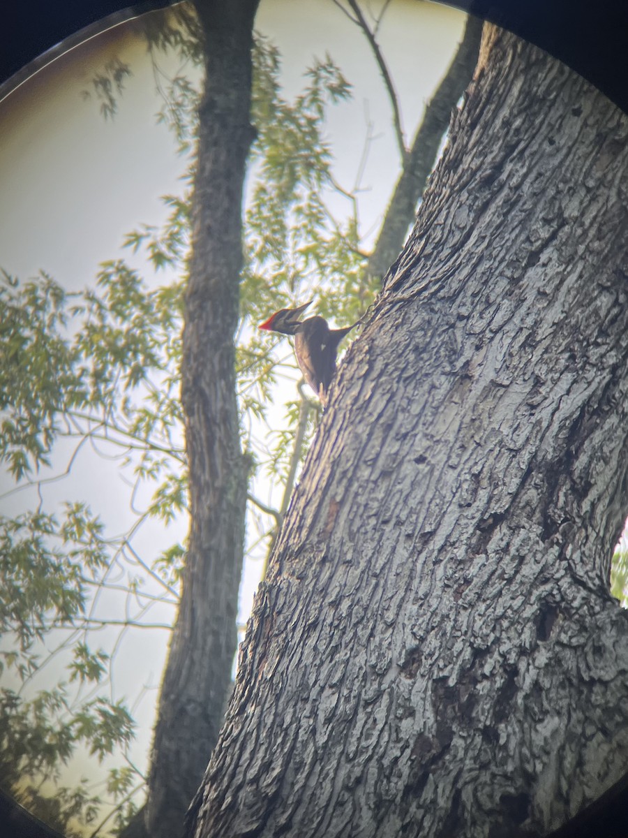 Pileated Woodpecker - ML637572356