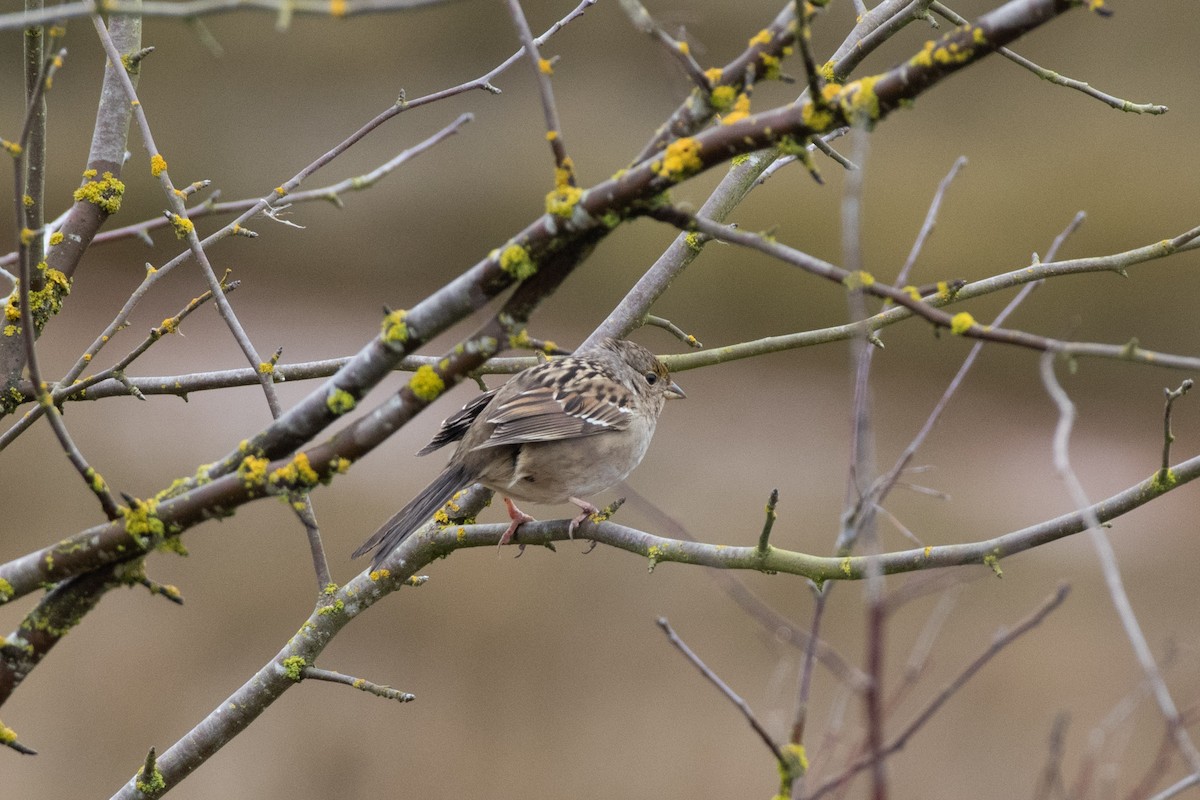 Golden-crowned Sparrow - ML637572384