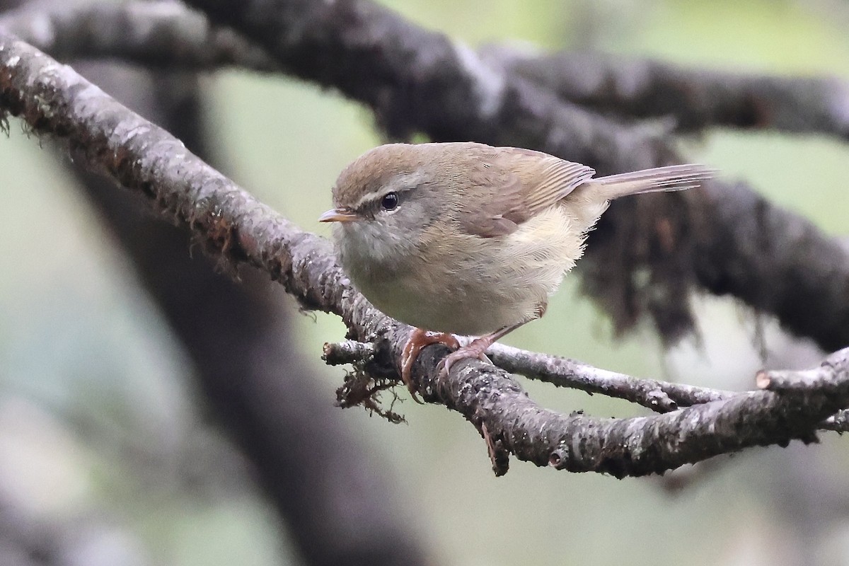 Aberrant Bush Warbler (Perplexing) - ML637572395
