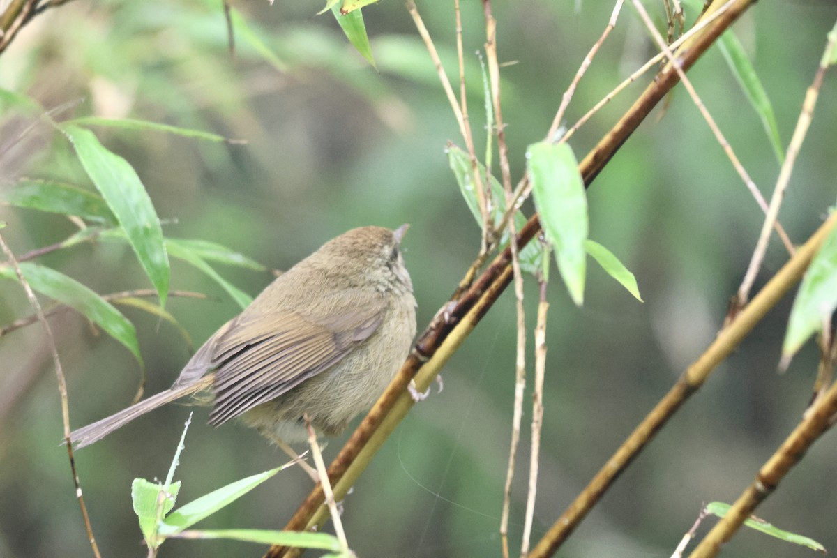 Yellowish-bellied Bush Warbler - ML637572399