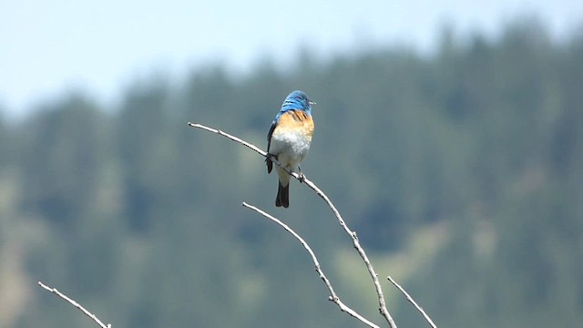 Lazuli Bunting - ML637572420