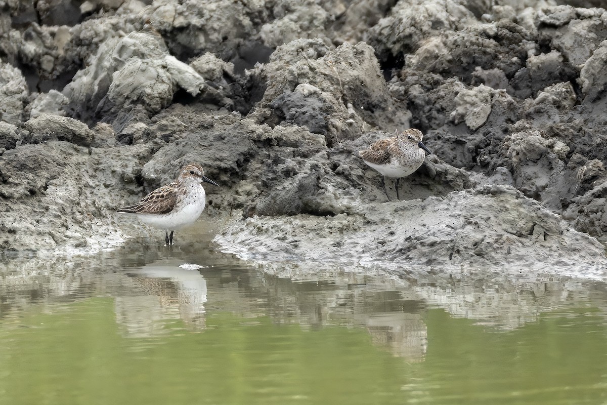 Semipalmated Sandpiper - ML637572422