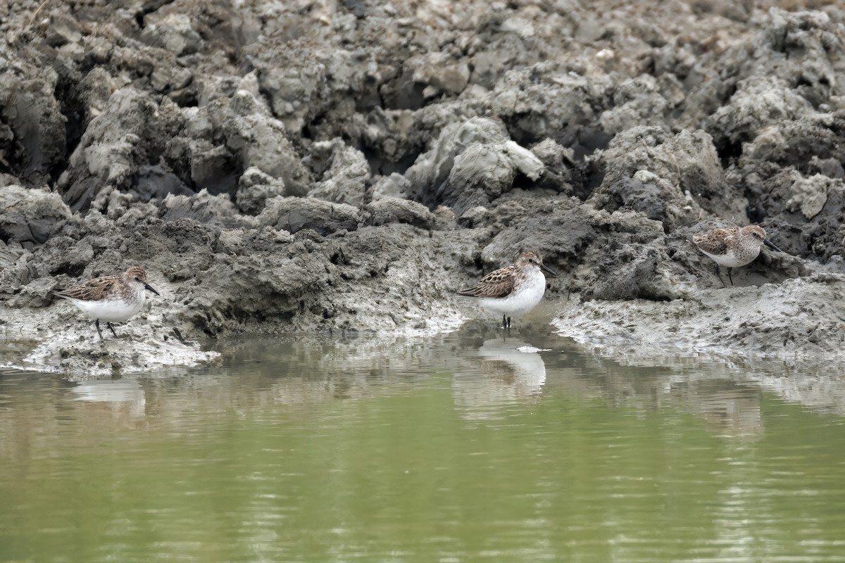 Semipalmated Sandpiper - ML637572424