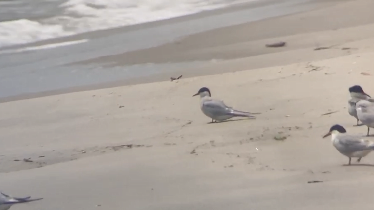 Arctic Tern - ML637572447
