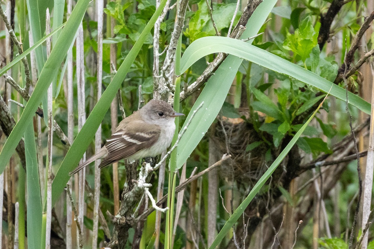 Alder/Willow Flycatcher (Traill's Flycatcher) - ML637572462
