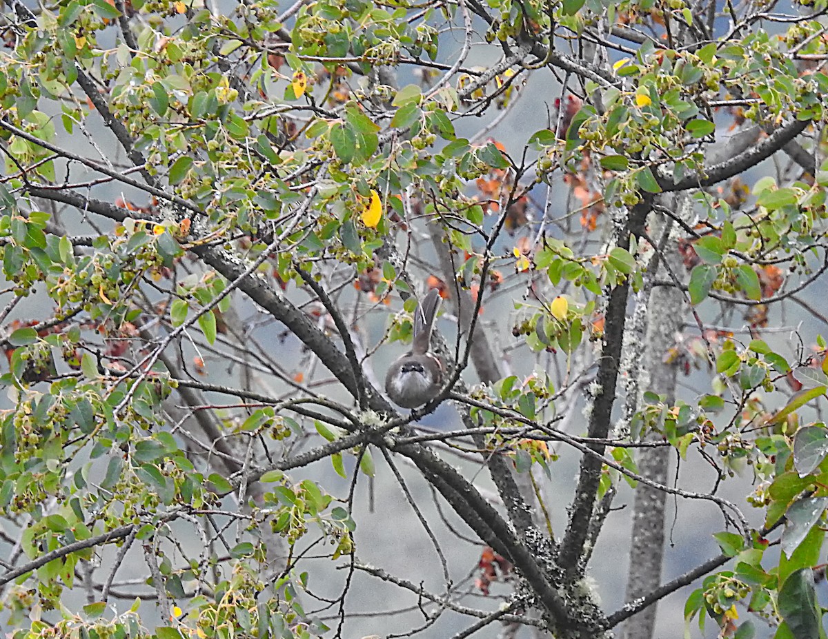 White-throated Tyrannulet - ML637572490