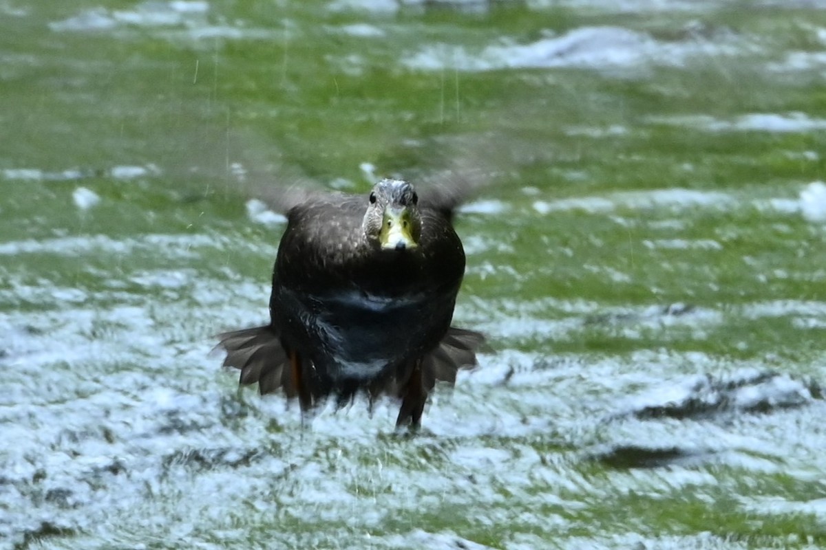 American Black Duck - ML637572499