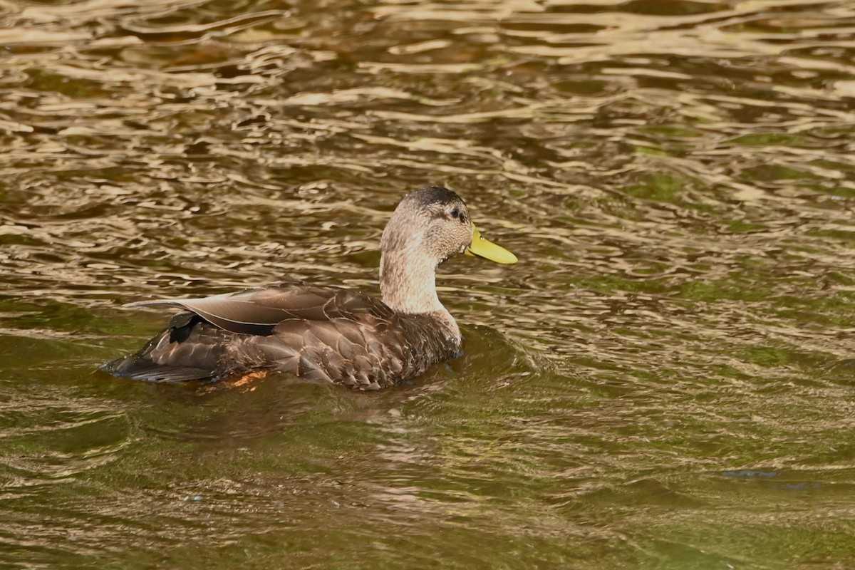 American Black Duck - ML637572500
