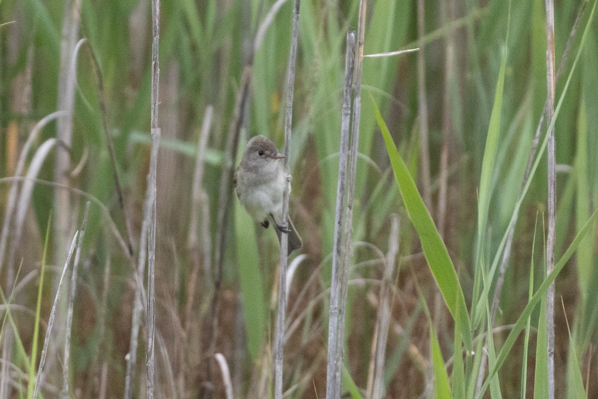 Alder/Willow Flycatcher (Traill's Flycatcher) - ML637572523