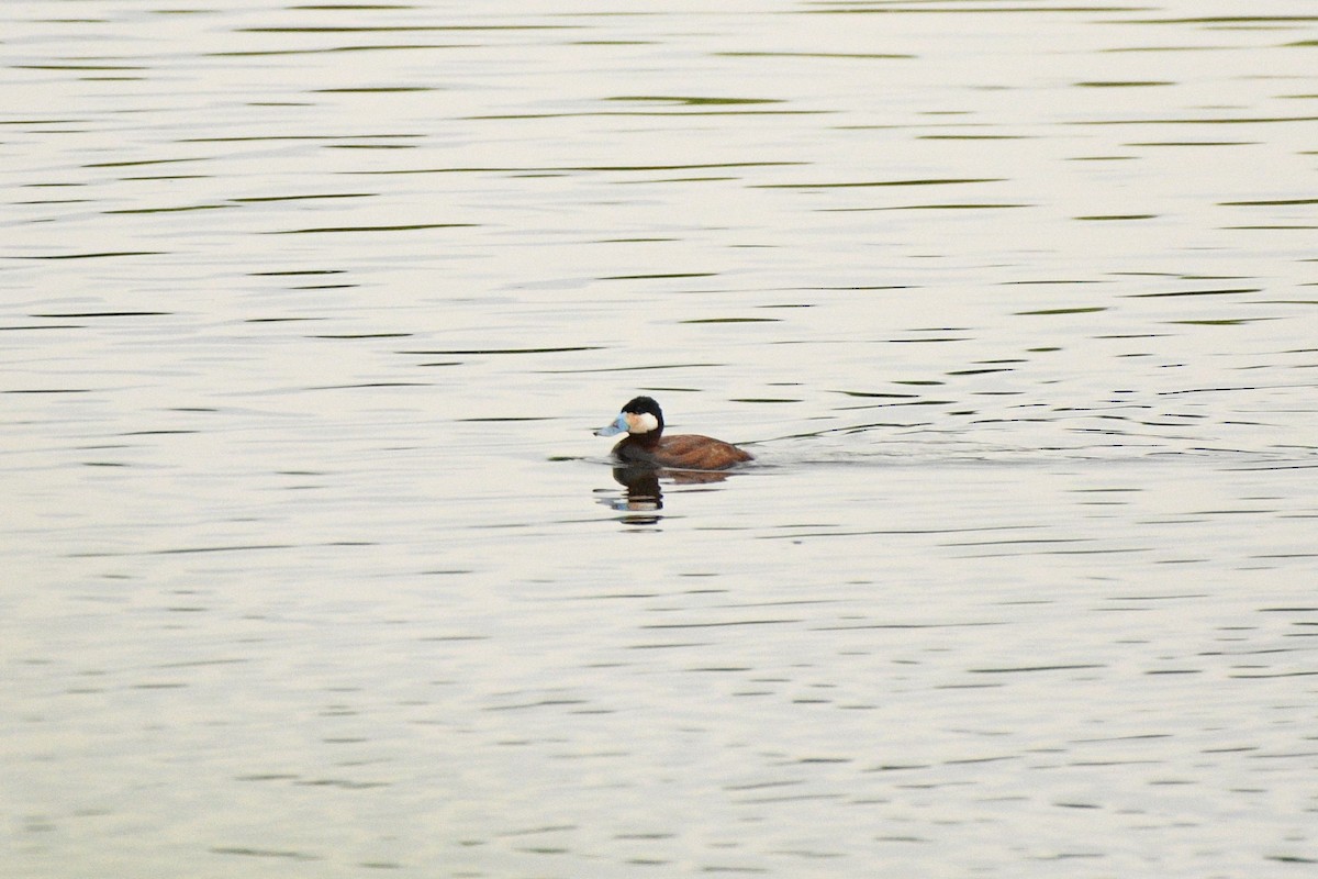 Ruddy Duck - ML637572576
