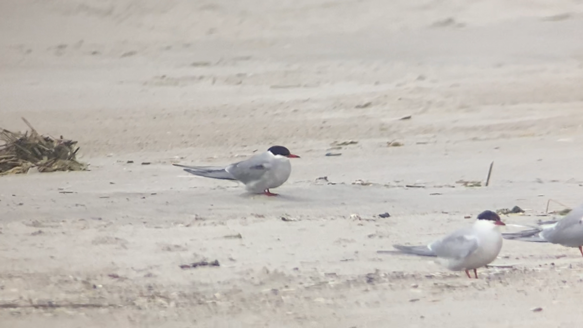 Arctic Tern - ML637572586