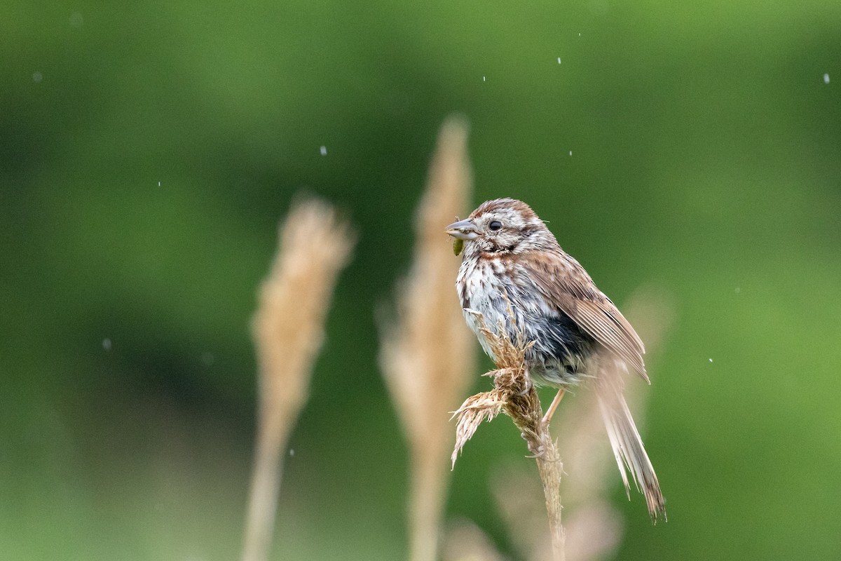 Song Sparrow - ML637572620
