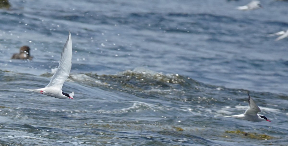 Arctic Tern - ML637572628