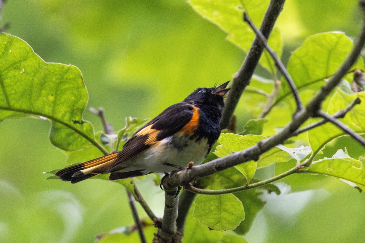 American Redstart - ML637572630