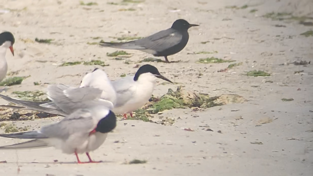 Roseate Tern - ML637572635