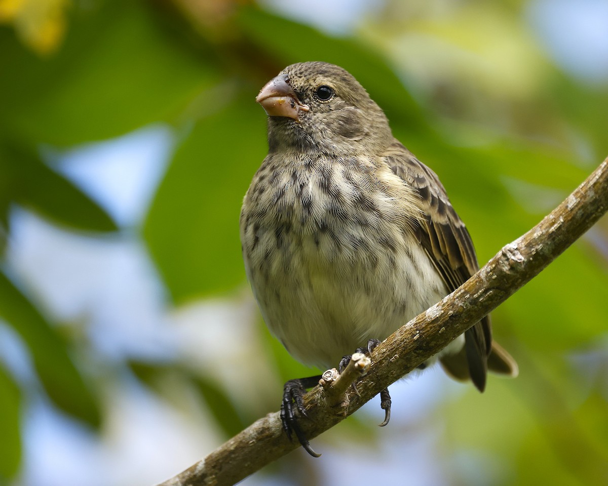 Vegetarian Finch - ML637572713