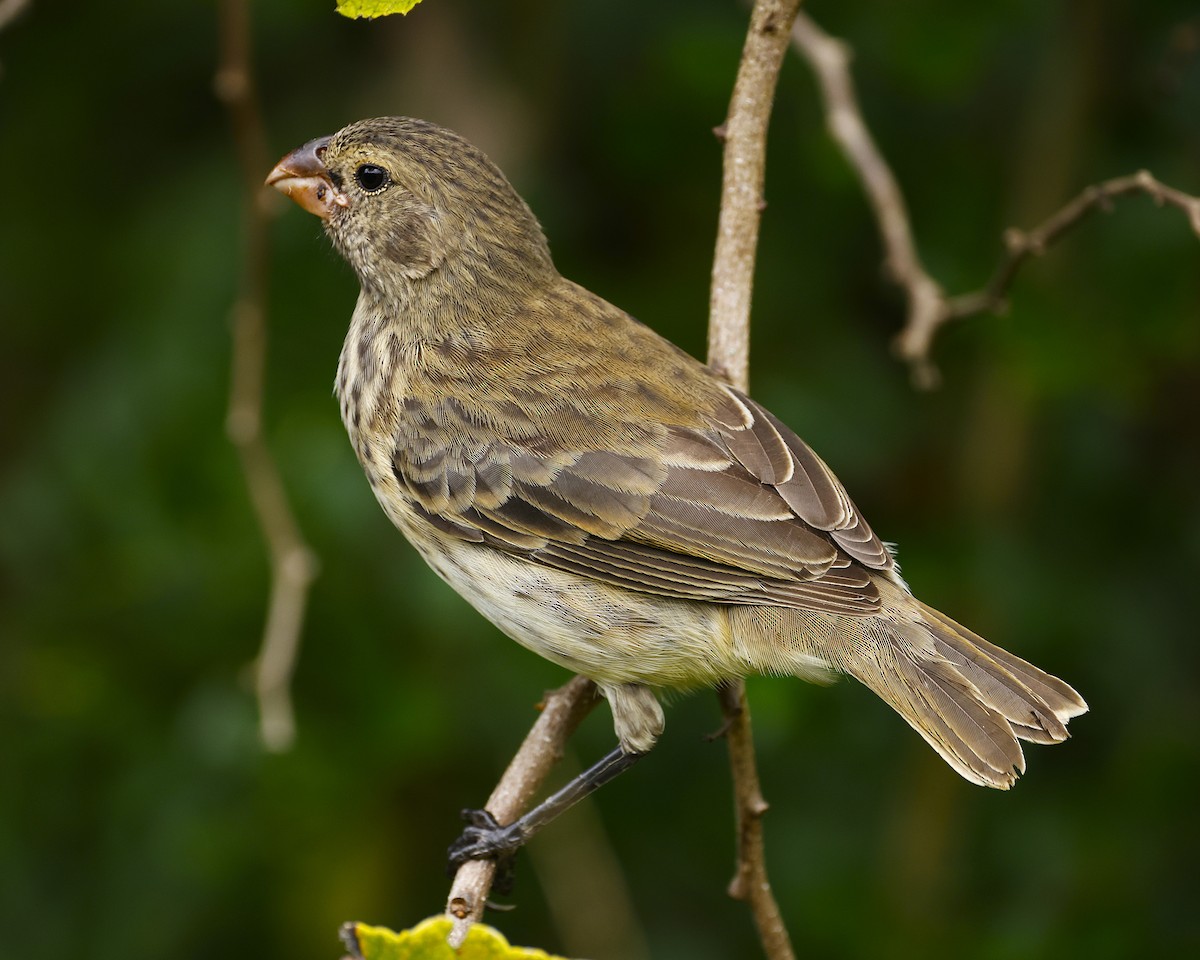 Vegetarian Finch - ML637572715