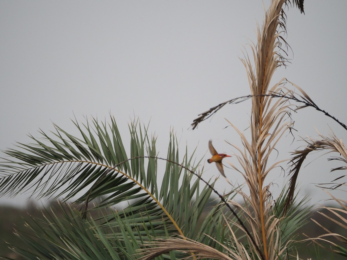 African Pygmy Kingfisher - ML637572857
