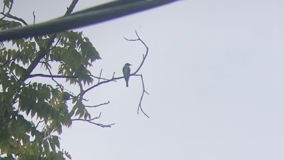 Olive-sided Flycatcher - ML637572858