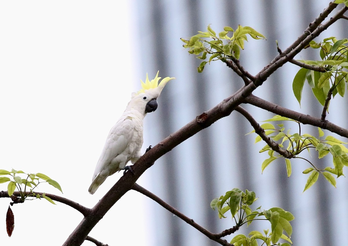 Yellow-crested Cockatoo - ML637572867