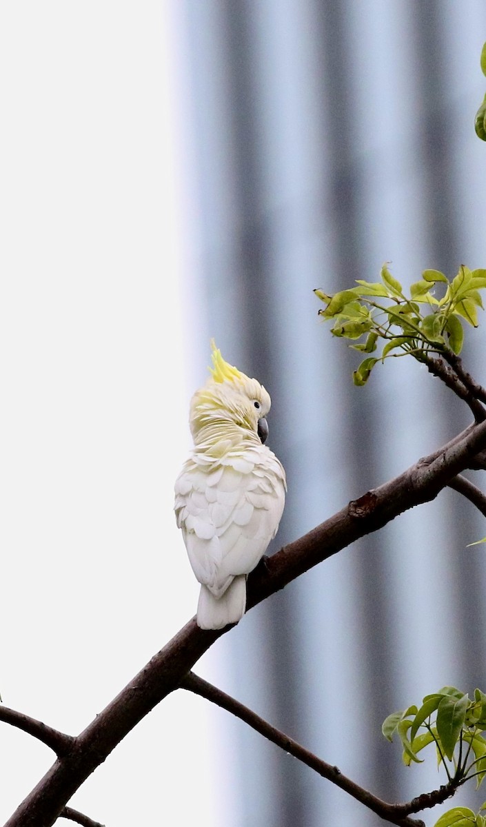 Yellow-crested Cockatoo - ML637572868