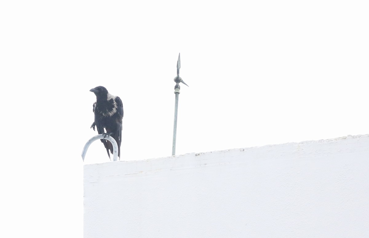 Collared Crow - ML637572885