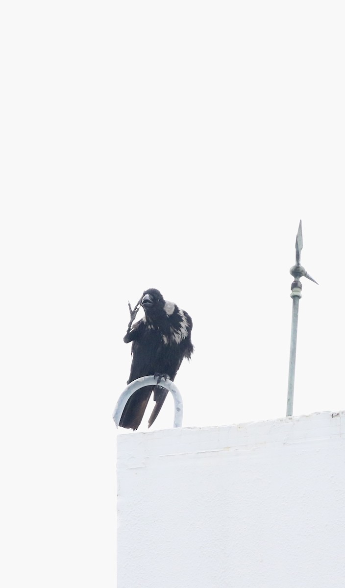 Collared Crow - ML637572886