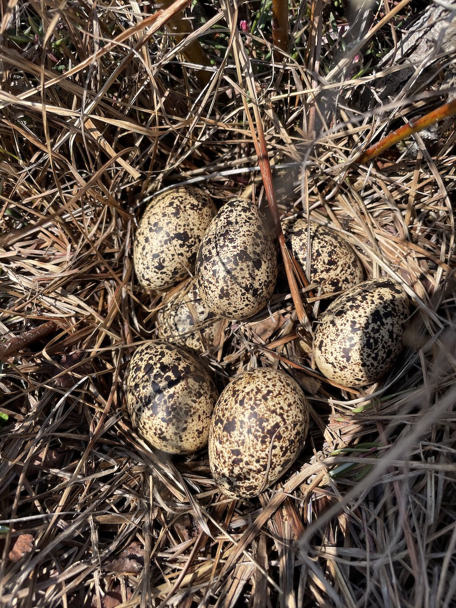 Willow Ptarmigan - ML637572888