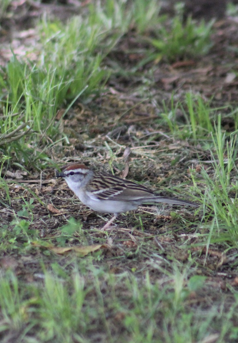 Chipping Sparrow - ML637572895