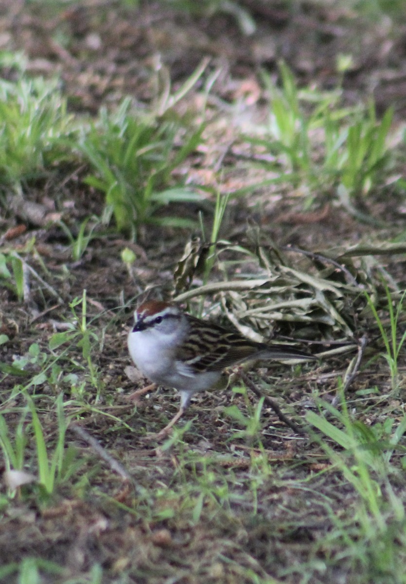 Chipping Sparrow - ML637572896