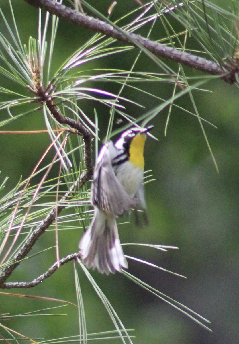 Yellow-throated Warbler - ML637572924