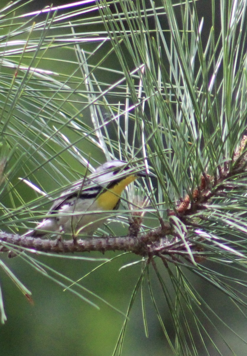 Yellow-throated Warbler - ML637572926
