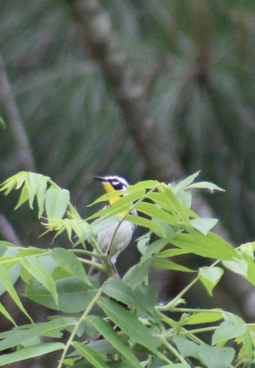 Yellow-throated Warbler - ML637572927