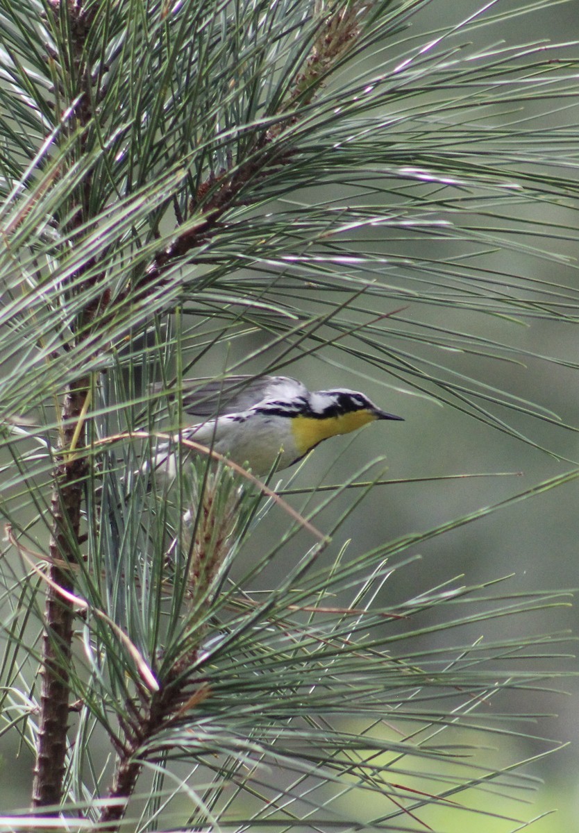 Yellow-throated Warbler - ML637572928