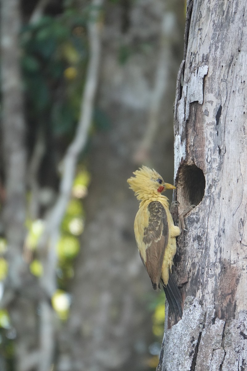 Cream-colored Woodpecker - ML637572981