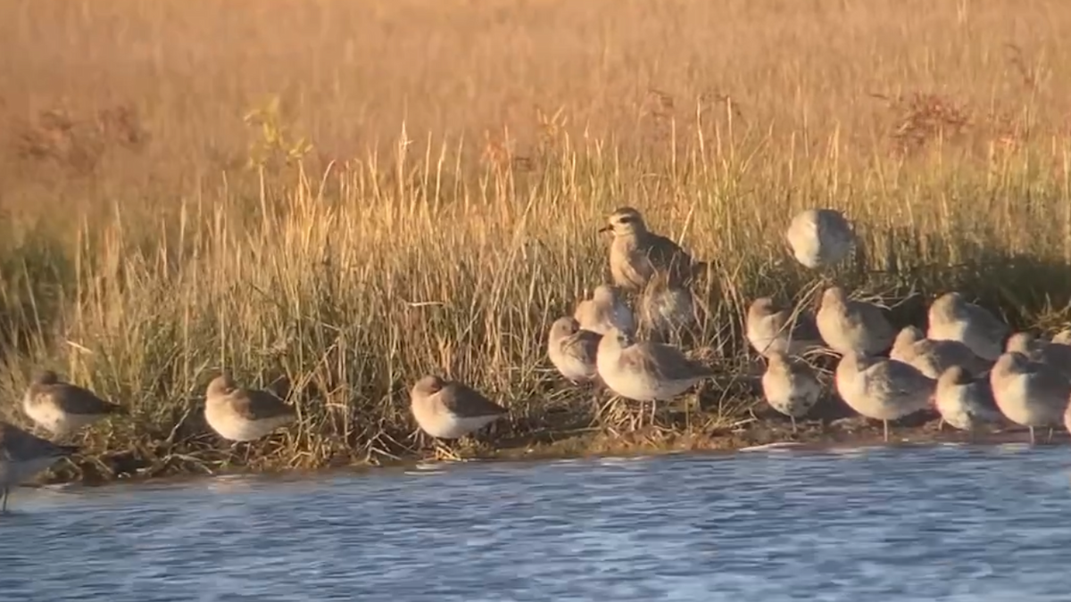 American Golden-Plover - ML637572988