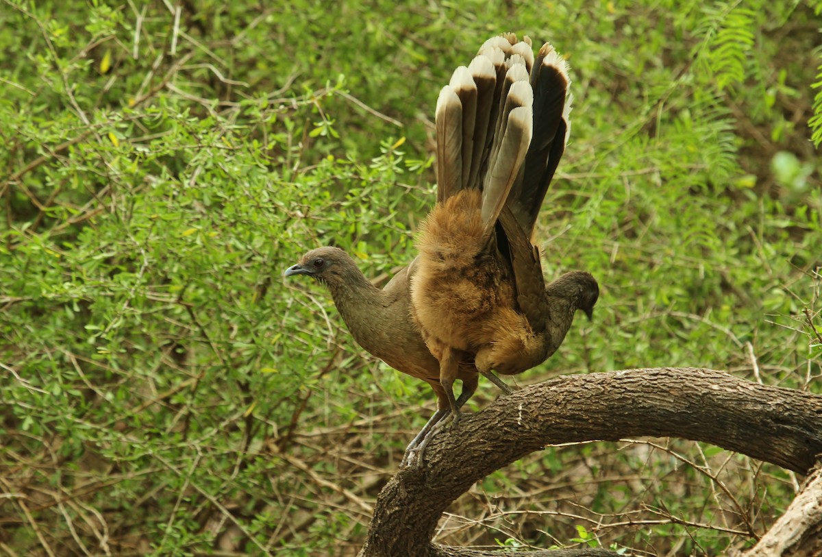 Plain Chachalaca - ML637573013