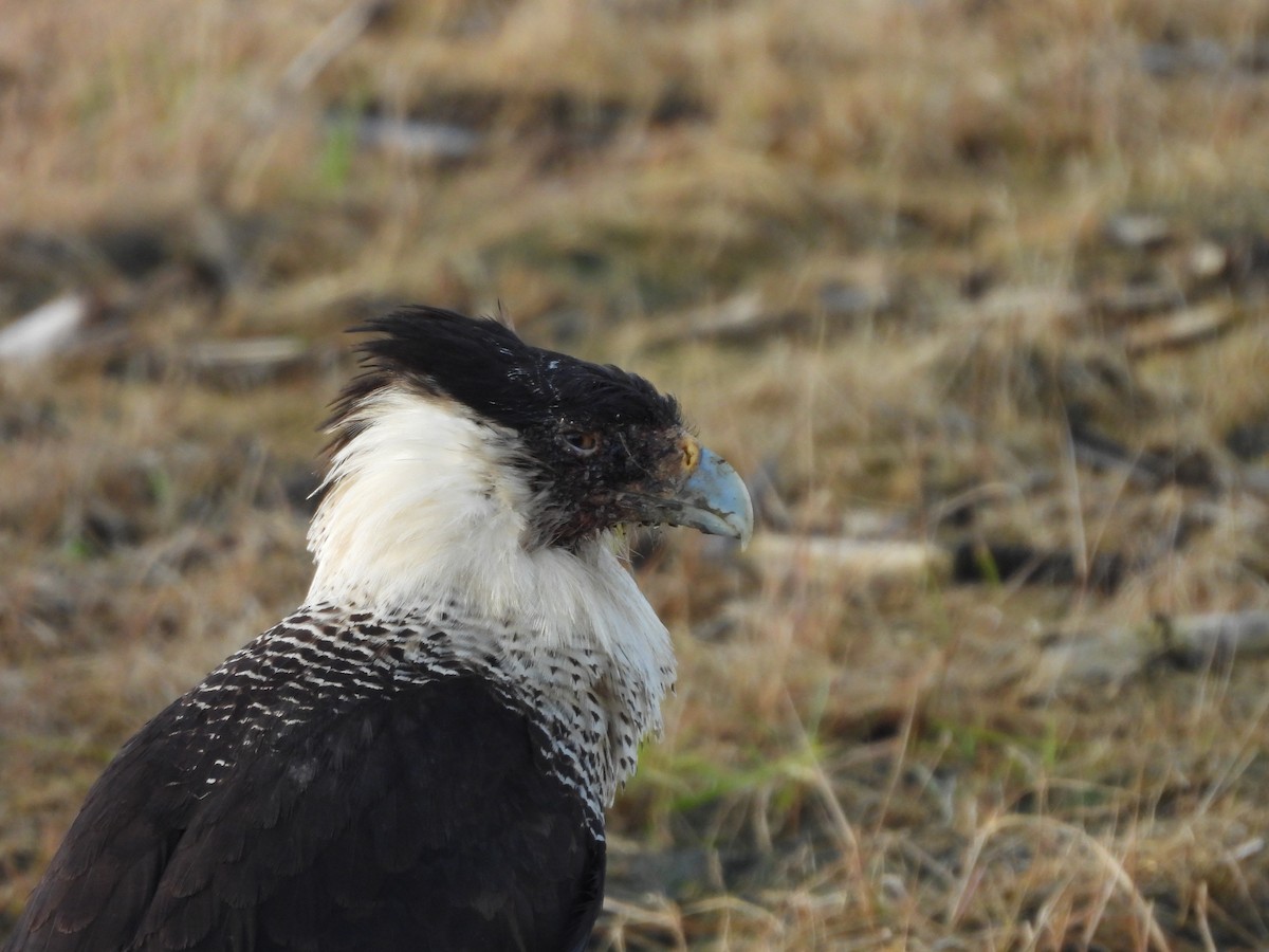 Crested Caracara (Northern) - ML637573032