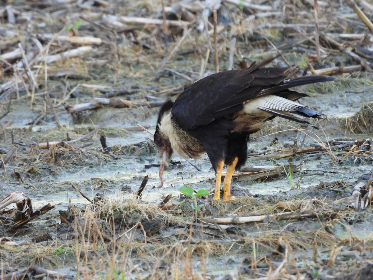 Crested Caracara (Northern) - ML637573033