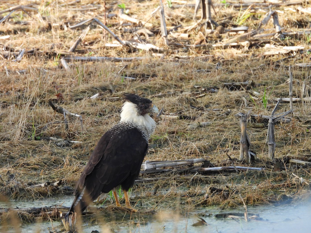 Crested Caracara (Northern) - ML637573034