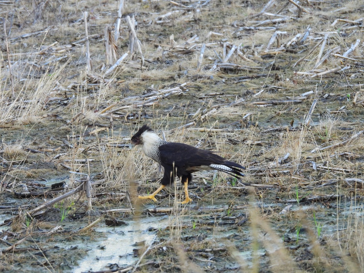 Crested Caracara (Northern) - ML637573035