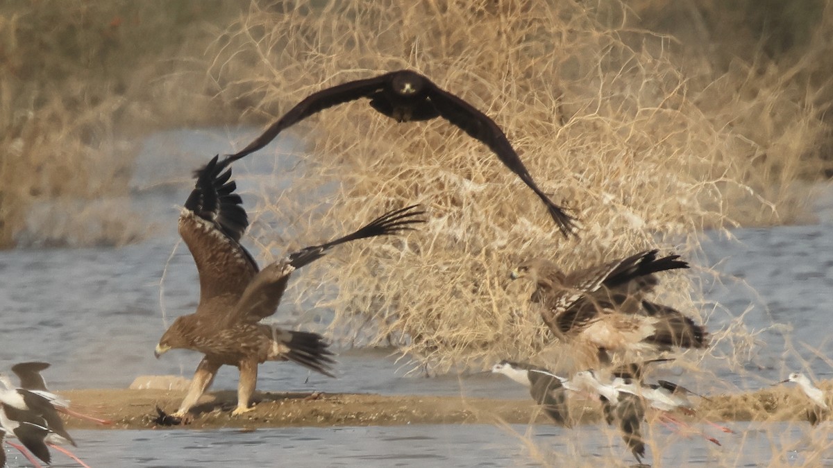 Greater Spotted Eagle - ML637573043