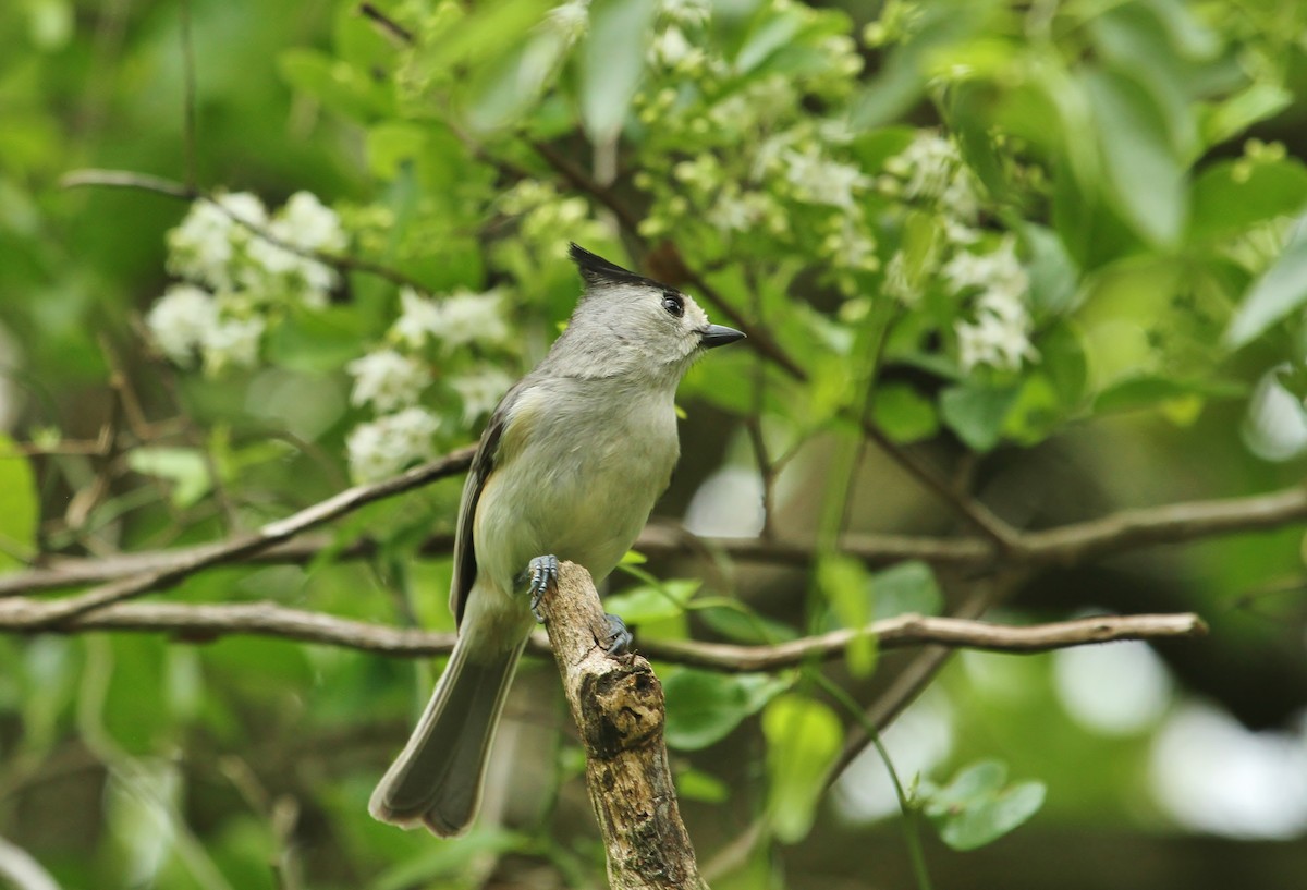Black-crested Titmouse - ML637573046