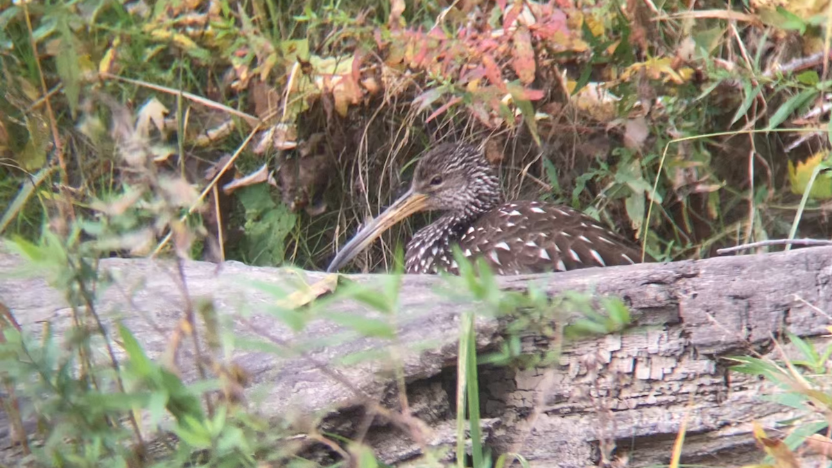 Limpkin - ML637573055