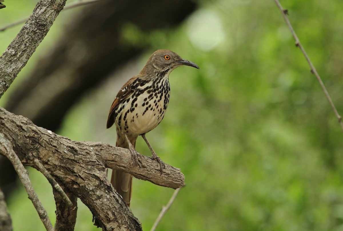 Long-billed Thrasher - ML637573056